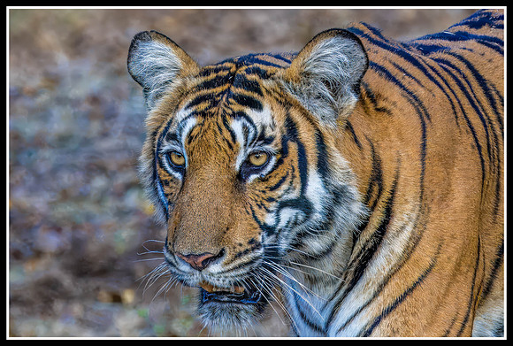 Tiger Tiger Burning Bright