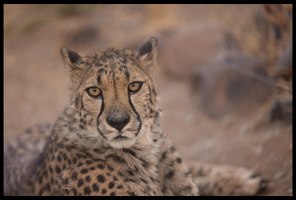 Looking at me