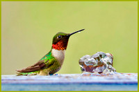Hummer of Many Colors