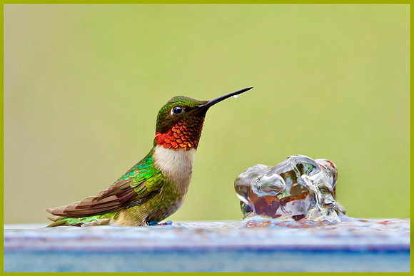 Hummer of Many Colors