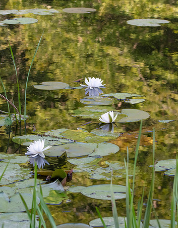 Water Lilies on Beaver Pond