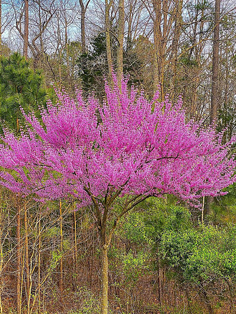 Red Buds