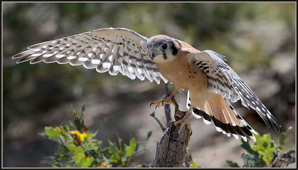 Kestrel