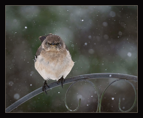 Yes, Idiot, I AM Cold