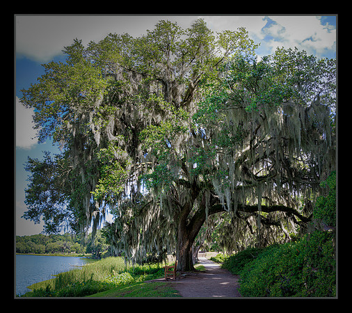 Shady Sojourn