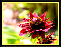 Bright Summer Beauty