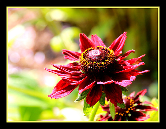 Bright Summer Beauty