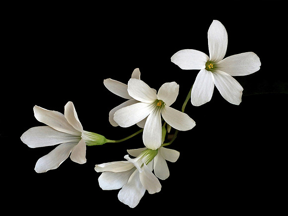 False Shamrock