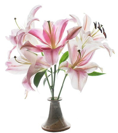 Photographing Flowers for Transparency