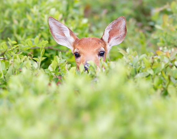 Peekaboo Fawn
