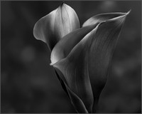 Dark Callas