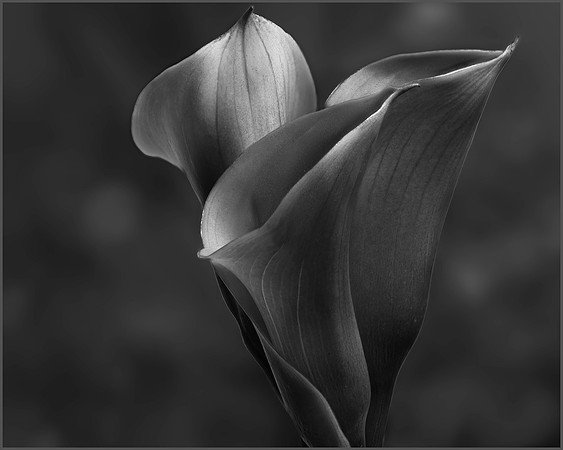 Dark Callas