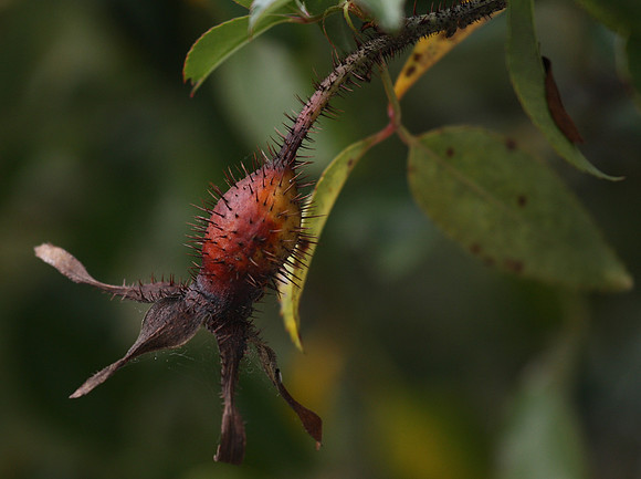 Prickly Pod
