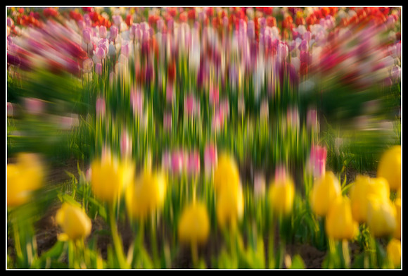 Drifting Through Tulip Dreams