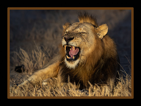Lion's Roar