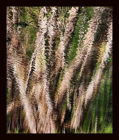 Sycamore Ripples
