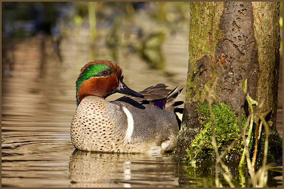 Tranquil Teal