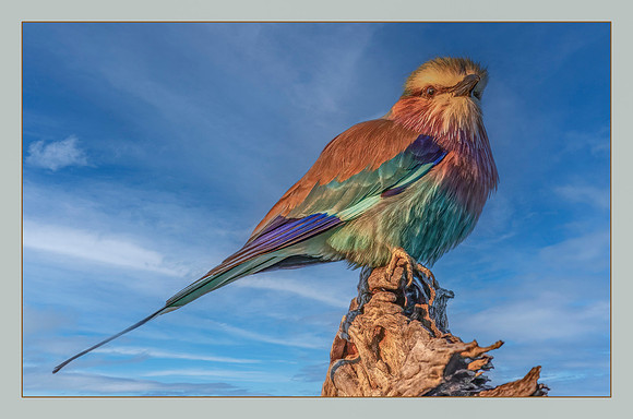 Lilac Breasted Roller