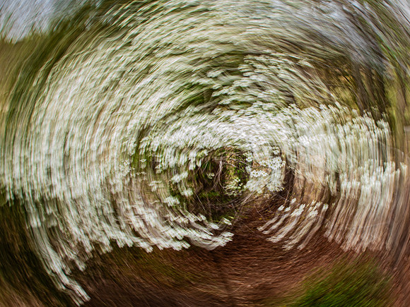 Dogwood Swirl