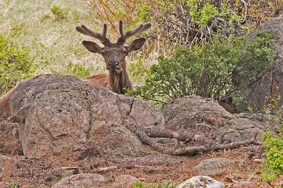 Peek-A-Moose