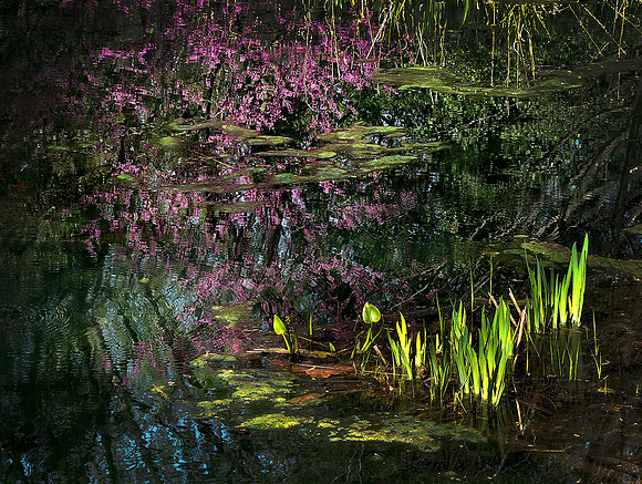 Spring Pond Reflections