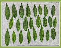 Bay Leaves Drying