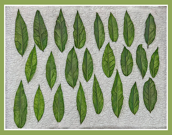 Bay Leaves Drying