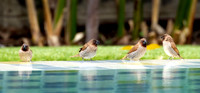 Bathing Beauties