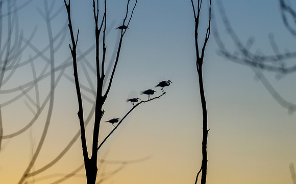 Sunset Silhouettes