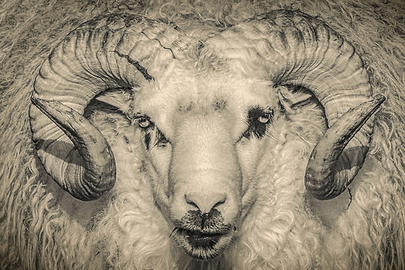 Ram Tough