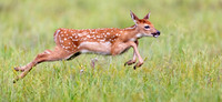 Fawn in Flight
