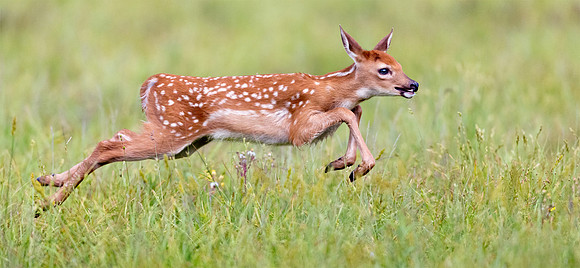Fawn in Flight