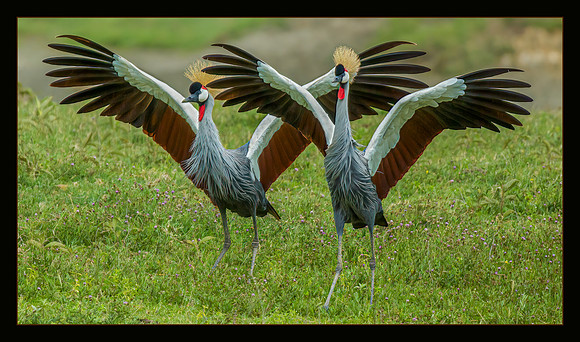 Nature's Ballet