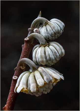 Oriental Paperbush