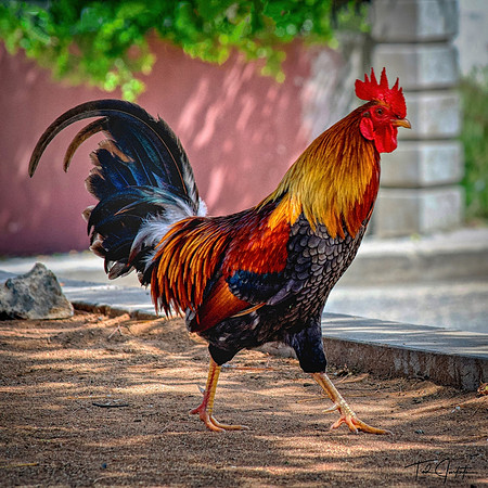Something To Crow About