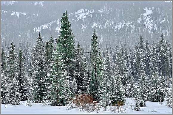 Snowy Solitude