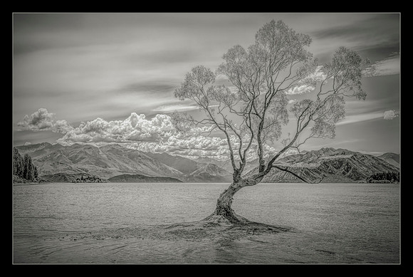 Lonely Tree