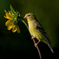Female Yellow finch