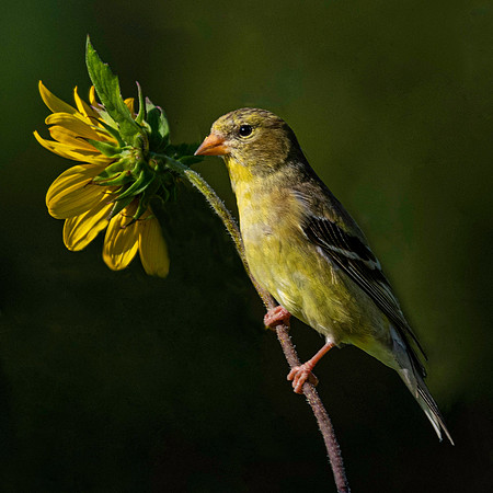 Female Yellow finch