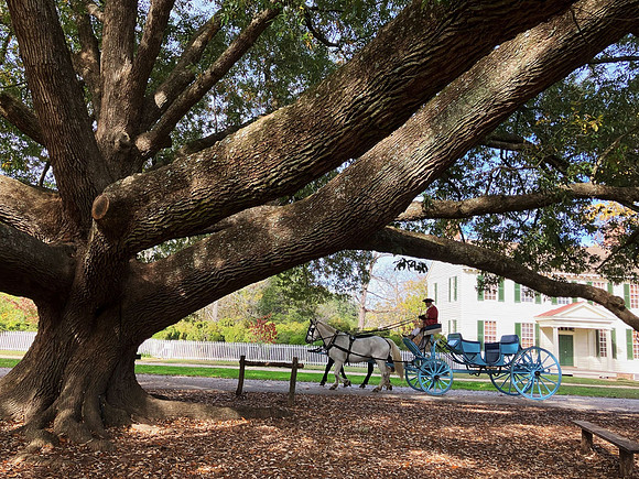 The Mighty Oak of Williamsburg