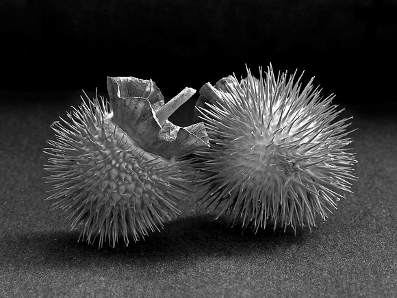 Datura Pods 2