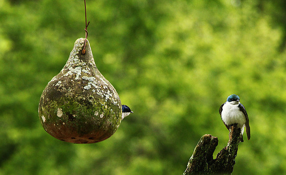 Tree Swallow and Nest