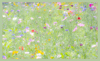 Ethereal Blooms
