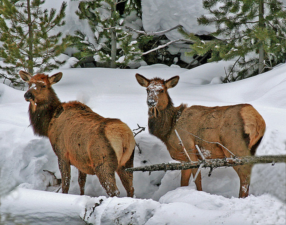 Yellowstone Elk