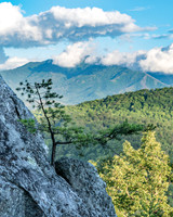 Lonesome Pine