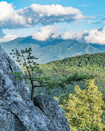 Lonesome Pine