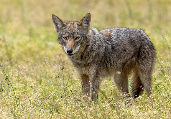 Coyote in field