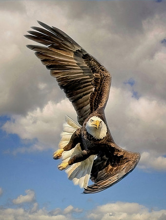Eagle With An Attitude