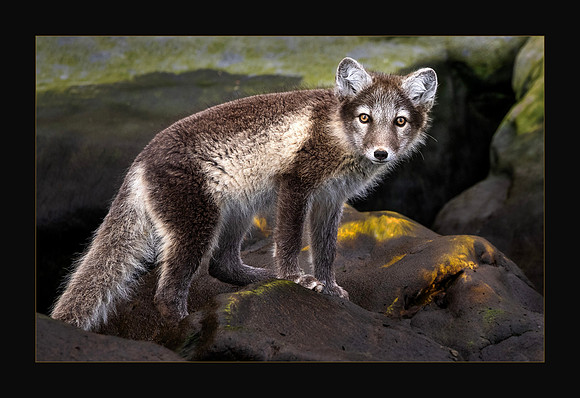 Fox On The Rocks