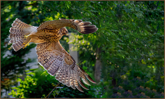 Hawk Landing